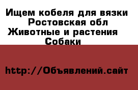 Ищем кобеля для вязки - Ростовская обл. Животные и растения » Собаки   